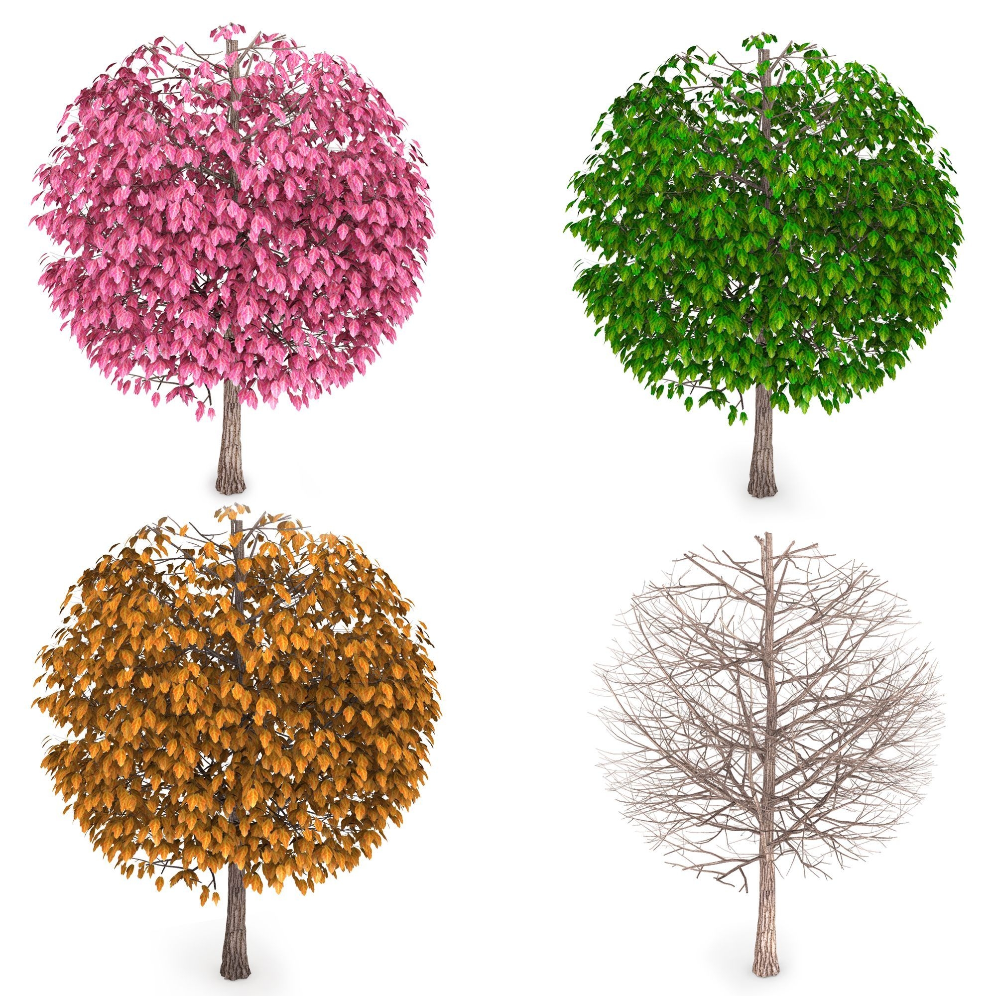 Trees With Four Seasons Stock Photo | Powerpoint Slide