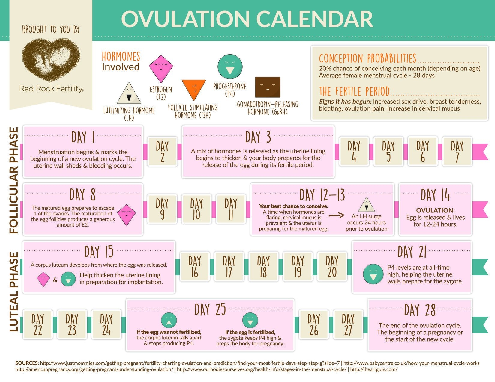 What You Need To Know About Your Ovulation Cycle [infographic]