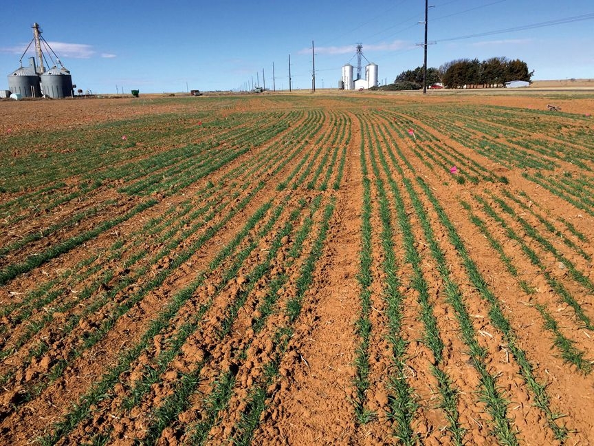 barley is ideal for cool season cattle grazing | top