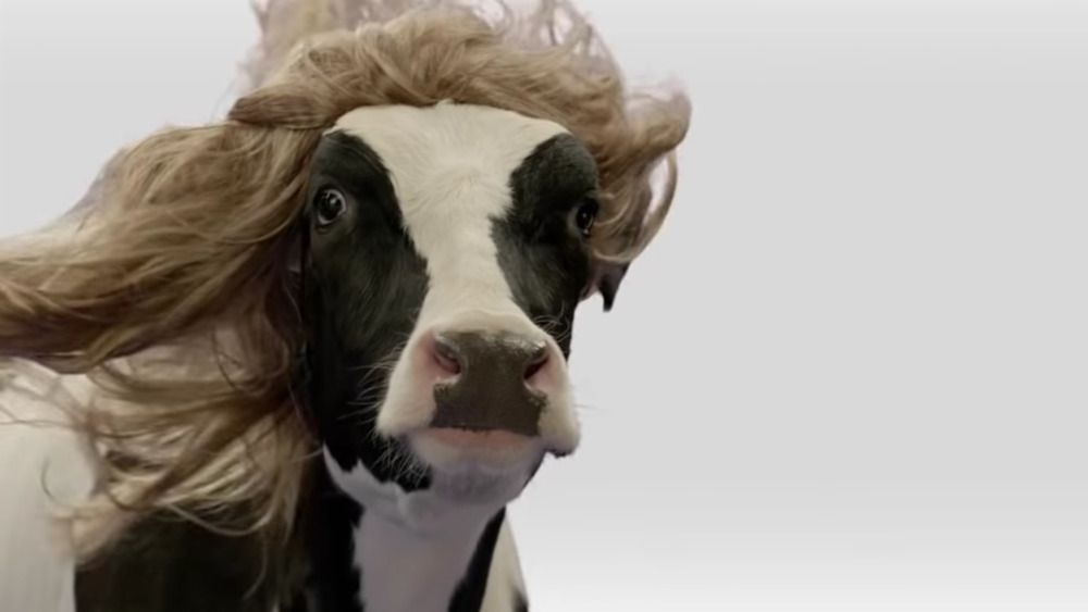 what you never knew about the chick fil a cow mascots