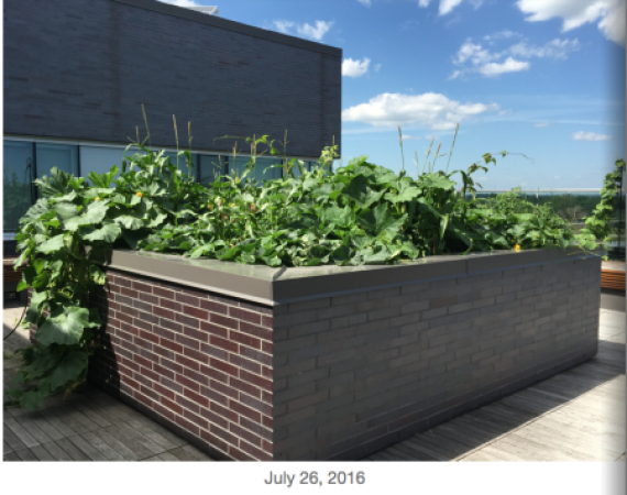 rooftop garden edible campus