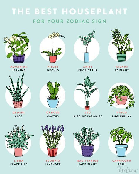 The Houseplant You Need In Your Home, Based On Your Zodiac